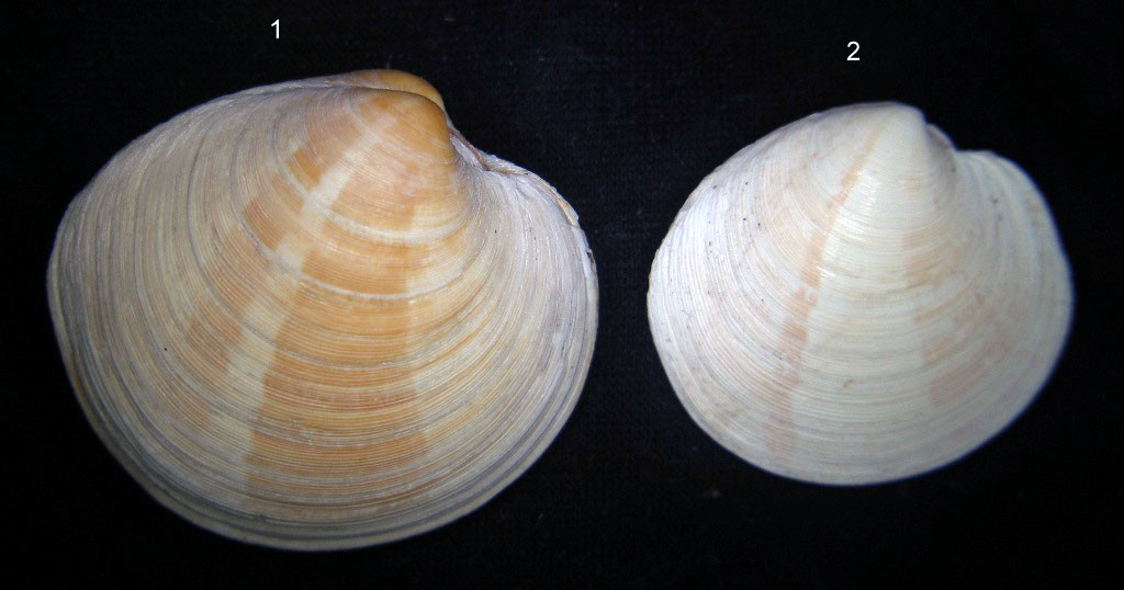 Dosinia exoleta